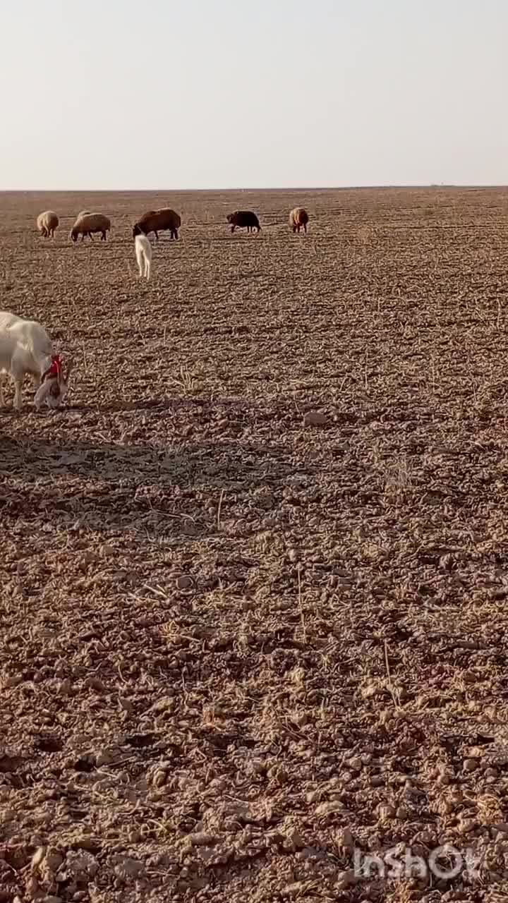 سگ گله|سگ|رضویه, |دیوار