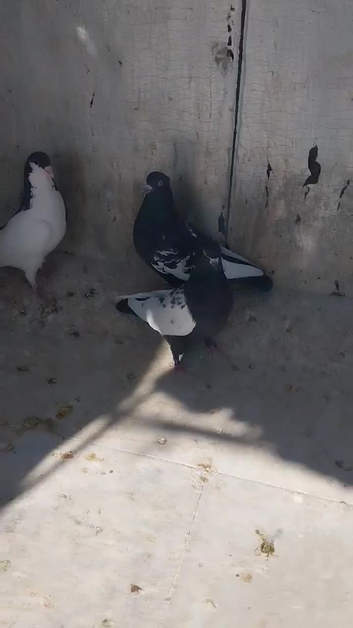 بهبهانی و شهری|پرنده|شیراز, رکن‌آباد|دیوار