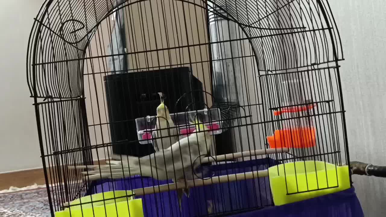 عروس هلندی|پرنده|پیر بکران, |دیوار