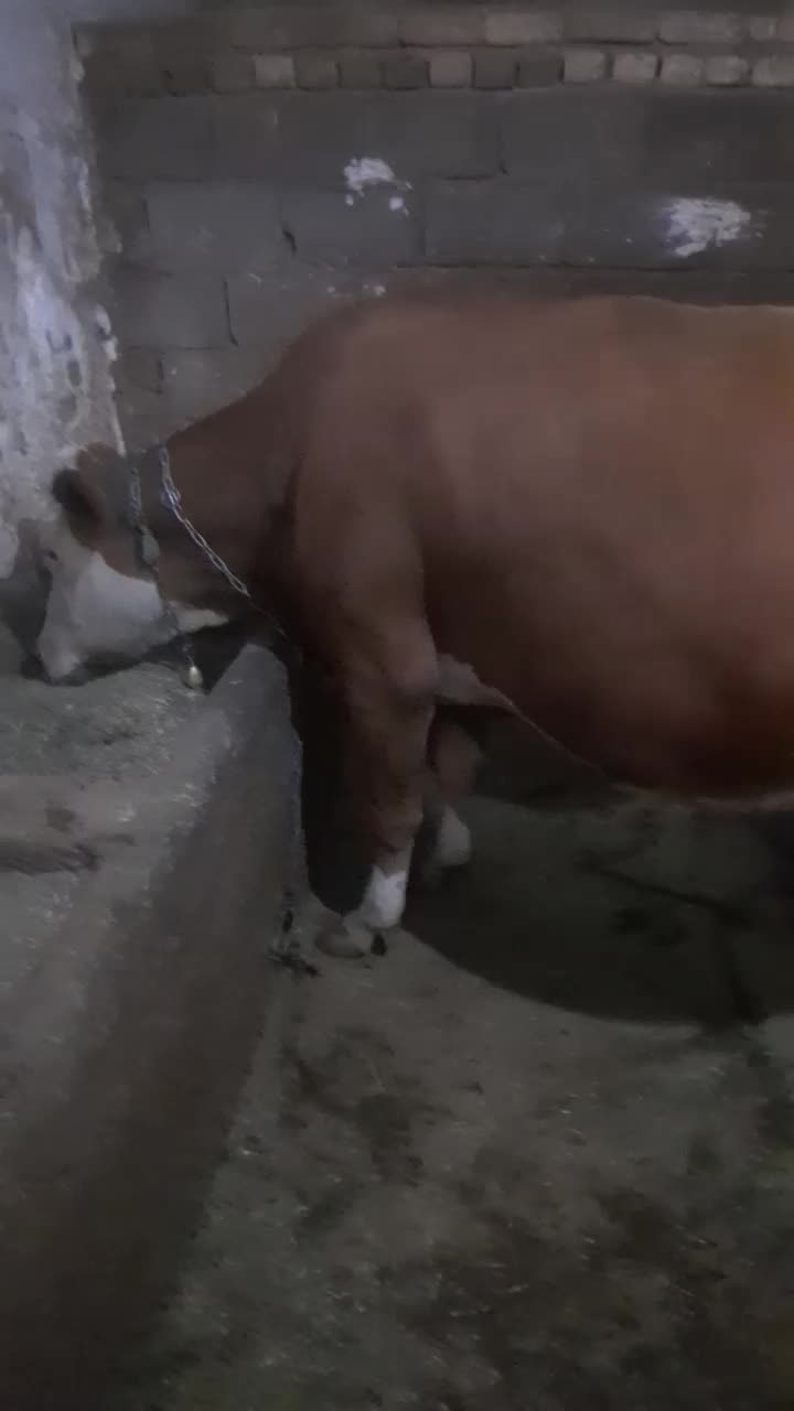 گاو سیمینتال|حیوانات مزرعه|بروجرد, |دیوار