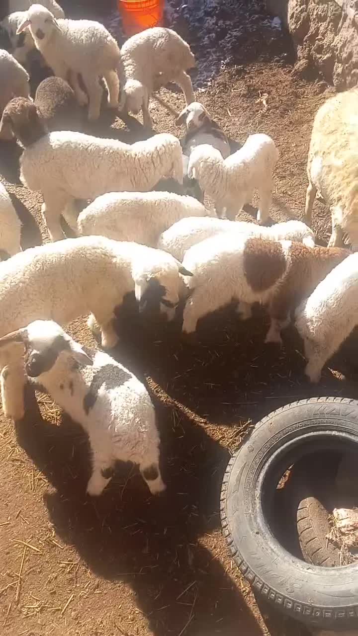 میش بره|حیوانات مزرعه|قائن, |دیوار