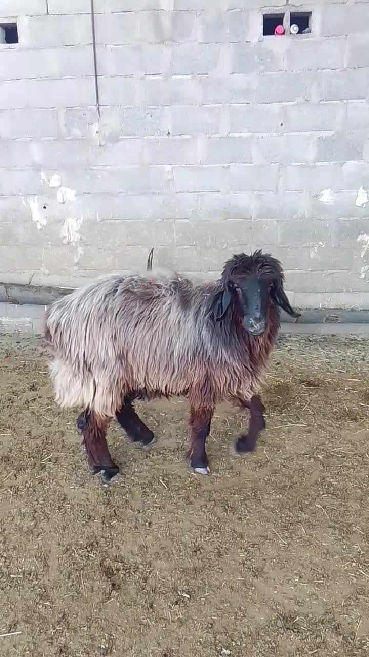 کاوه میش تهه بختیاری|حیوانات مزرعه|دهدشت, |دیوار