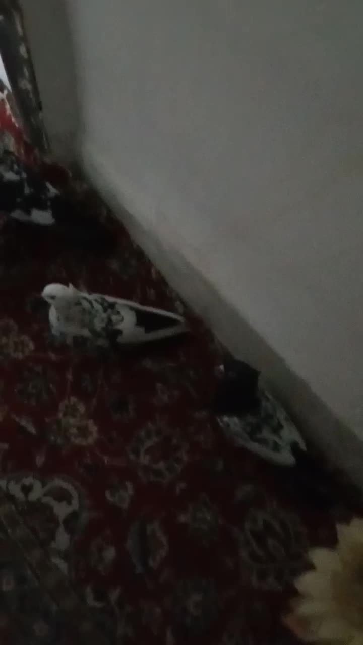 چهار تارنگی بادونا طوطی کوتوله موولد|پرنده|ایوان, |دیوار