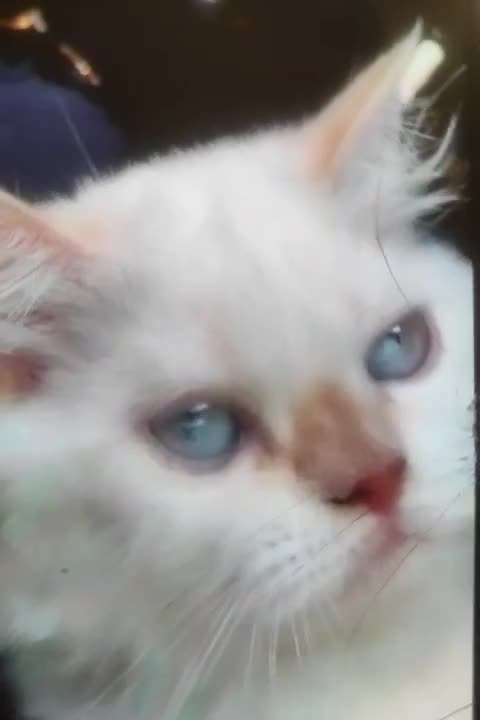 گربه پرشین چشم آبی|گربه|بندر کنگان, |دیوار