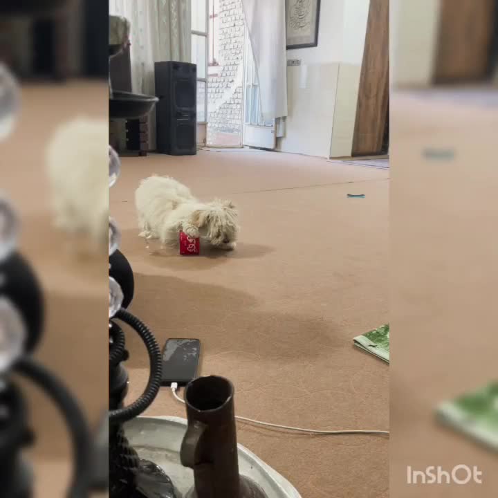 سگ خوشگل|سگ|یزد, |دیوار