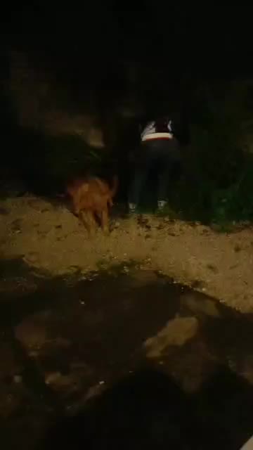 واگذاری ژرمن کینگ نر شیب خط خونی حرفه ای|سگ|محمدشهر, محمدشهر|دیوار