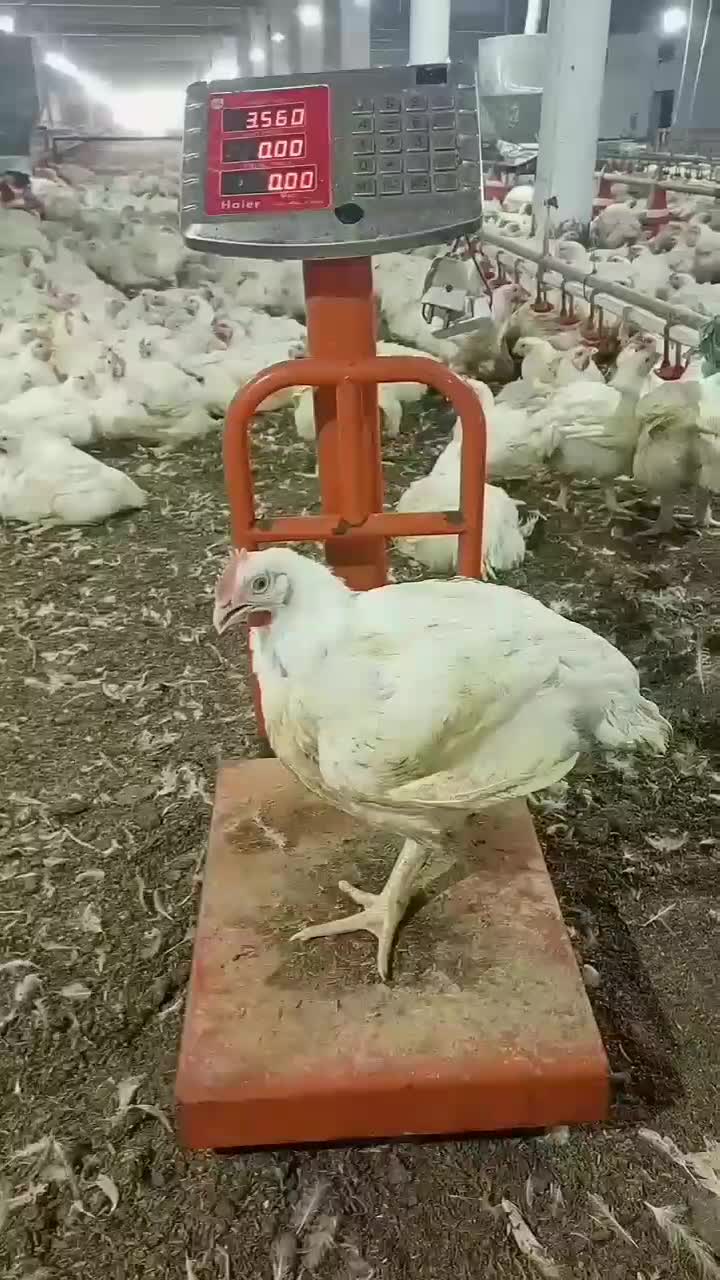 جوجه گوشتی اردک پکنی|حیوانات مزرعه|مشهد, حجت|دیوار