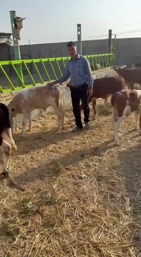 فروش ویژه گوساله های پرواری اصیل|حیوانات مزرعه|بندر ترکمن, |دیوار