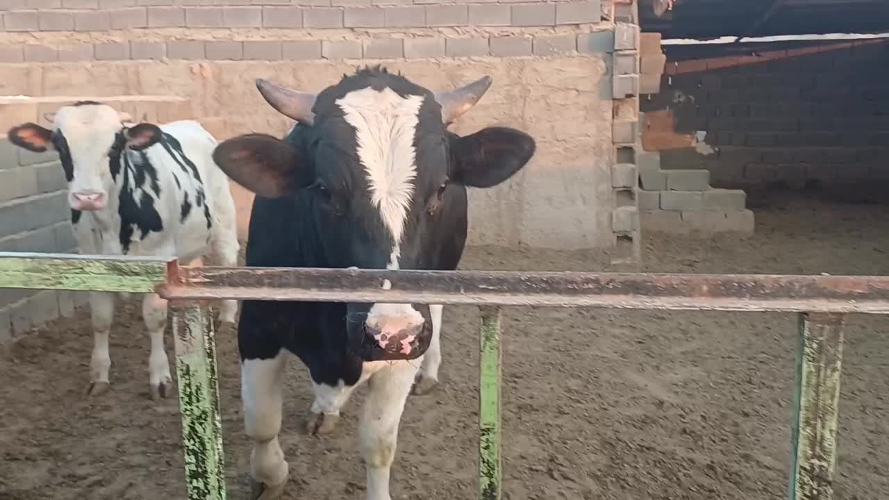 گوساله چاق|حیوانات مزرعه|شریف‌آباد, |دیوار