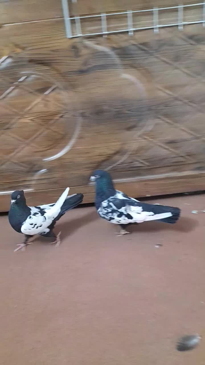 کبوترسینهایمعاوضهباجوجهمینا|پرنده|یزد, |دیوار