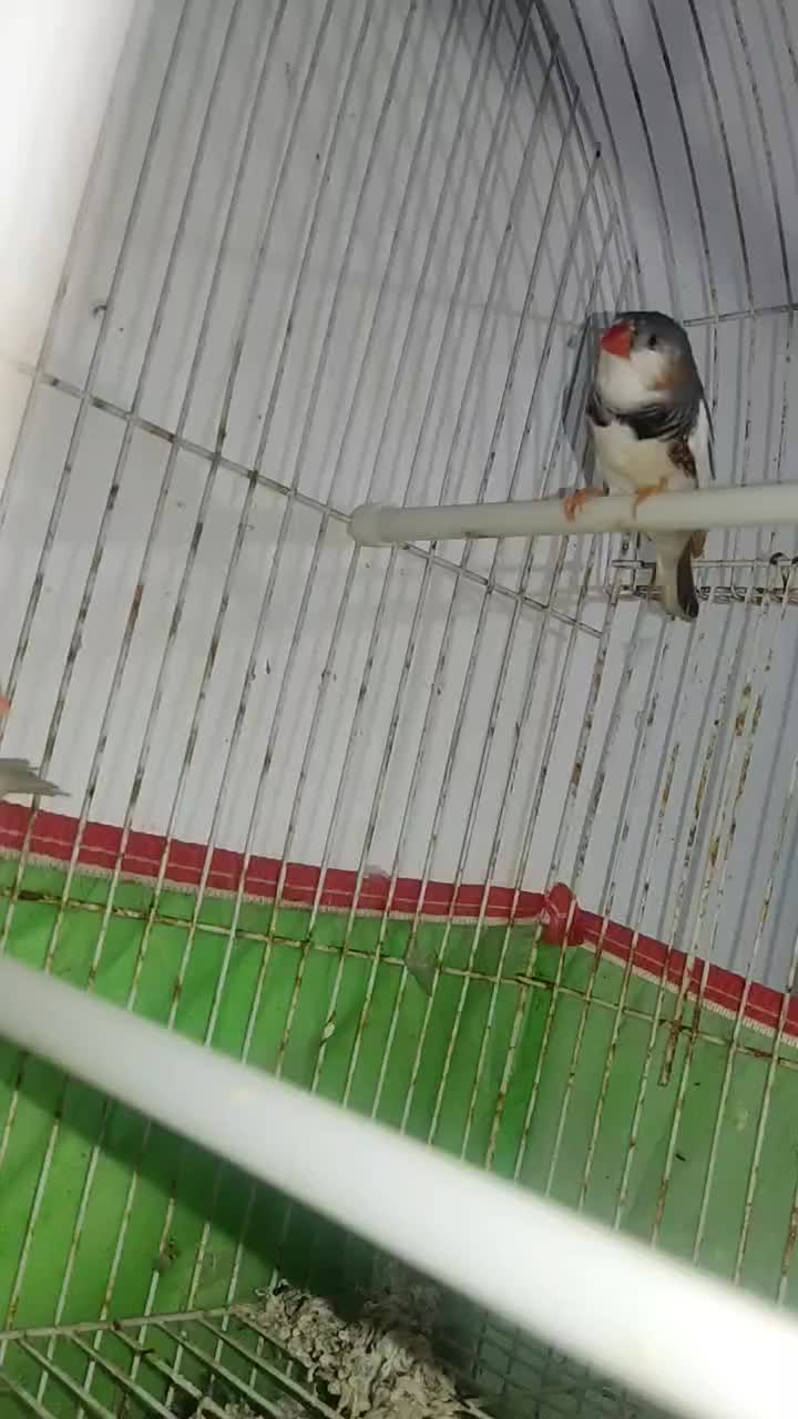 فنچ|پرنده|سعدآباد, |دیوار