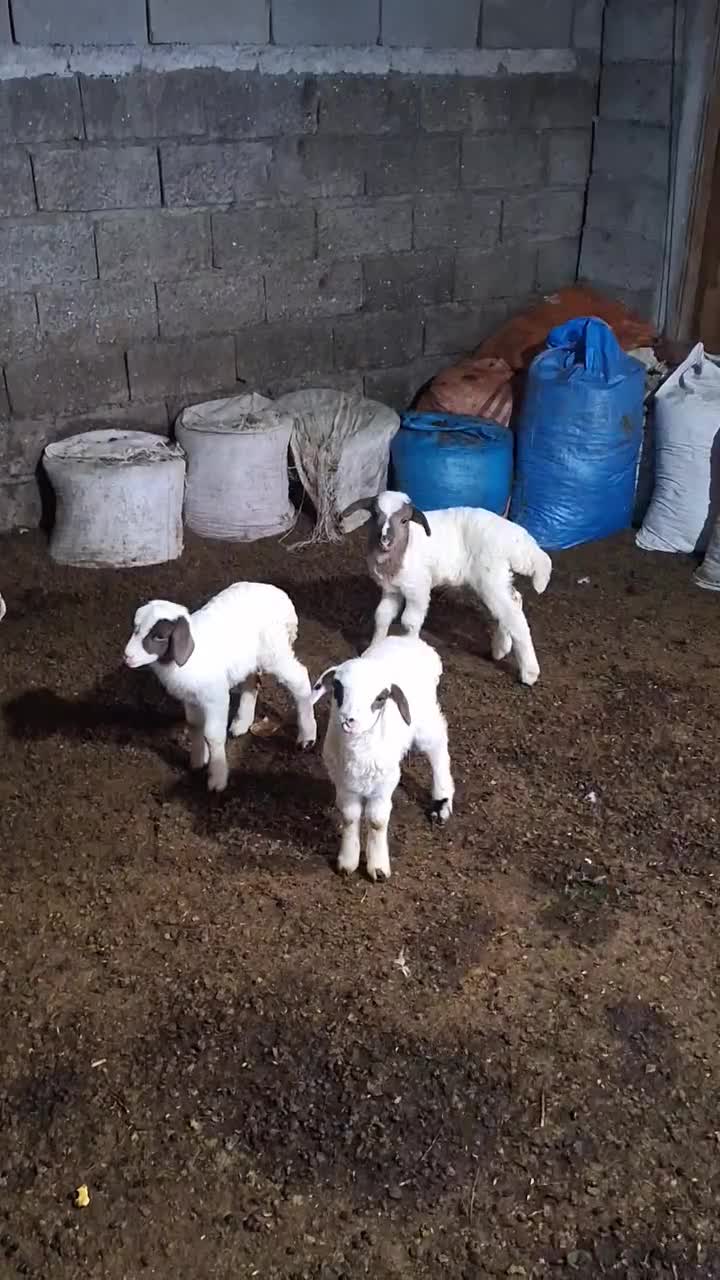 سه تابره ..دوتا نر یکی ماده بفروش میرسد|حیوانات مزرعه|حویق, |دیوار