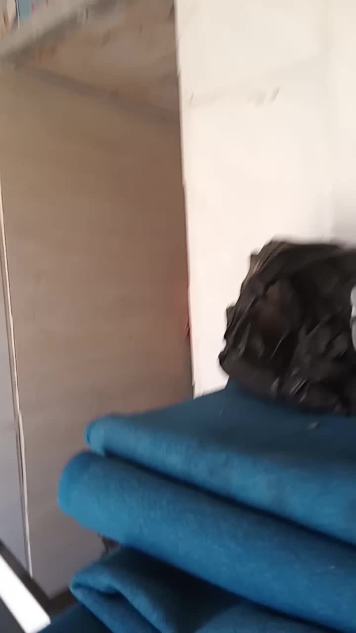 کبوتر اصفهانی پر|پرنده|برخوار, |دیوار