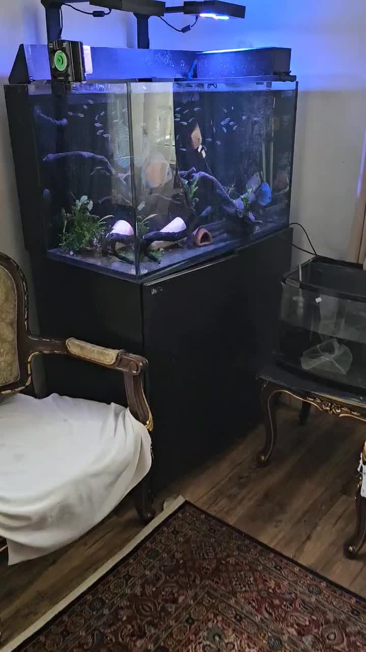 ماهی دیسکس|ماهی|رشت, بلوار گیلان|دیوار