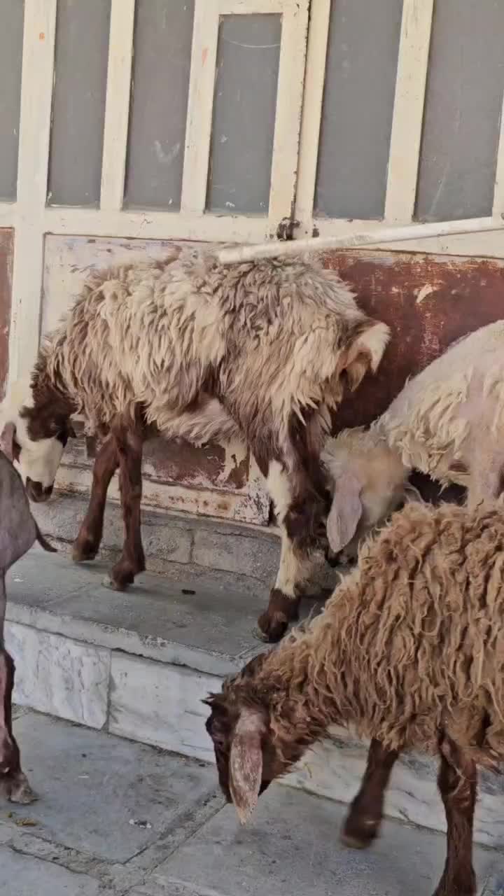 بره|حیوانات مزرعه|بروجرد, |دیوار