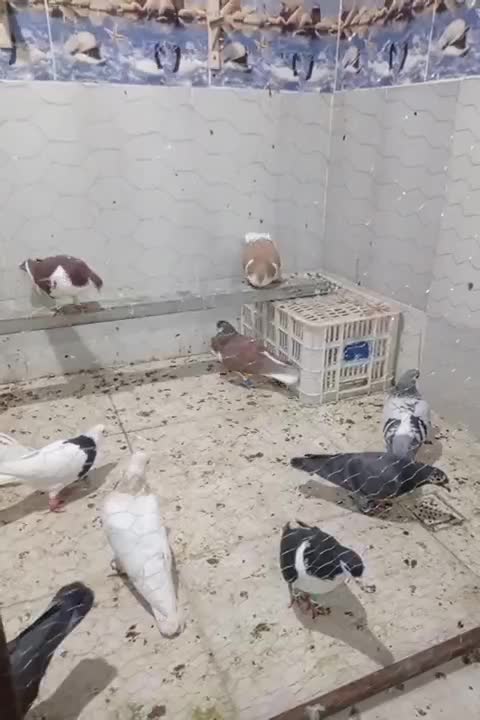 کبوتر رنگی سلطان اباد|پرنده|خوشاب, |دیوار