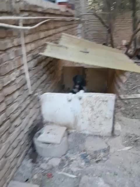 توله قدرجونی|سگ|ورامین, ورامین|دیوار