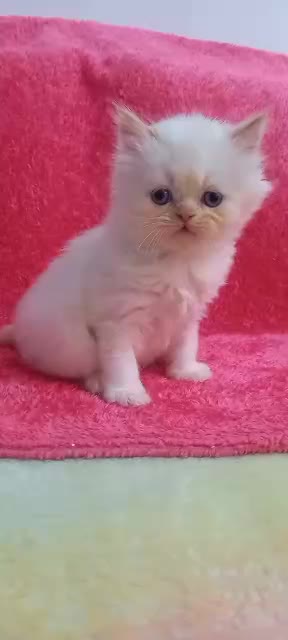 پرشین کت سفید چشم آبی|گربه|رشت, گلسار|دیوار