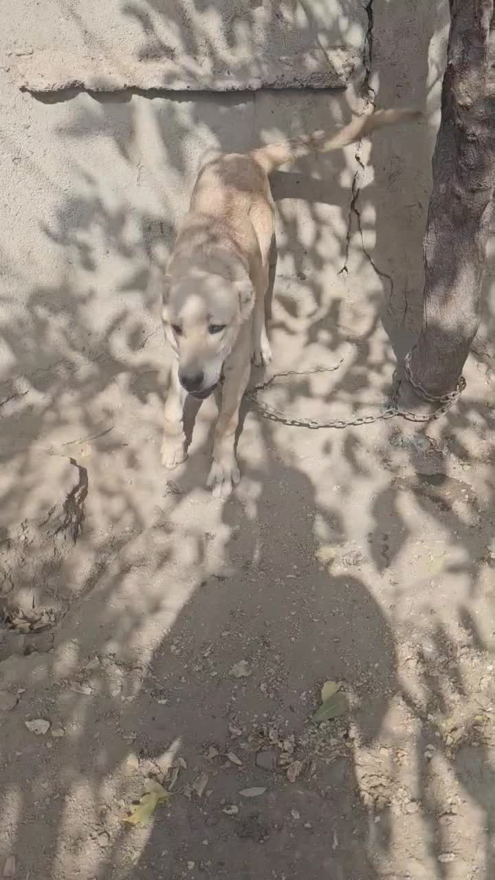 سگ گم شده|حیوانات|لار, |دیوار