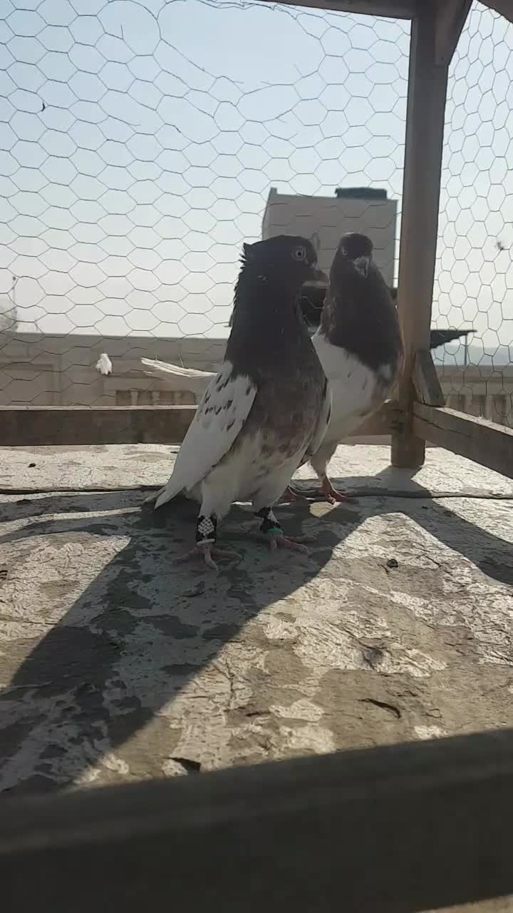 کبوتر کله سرخ،چپ مگسی،طوقی پولکی|پرنده|مشهد, کارمندان دوم|دیوار