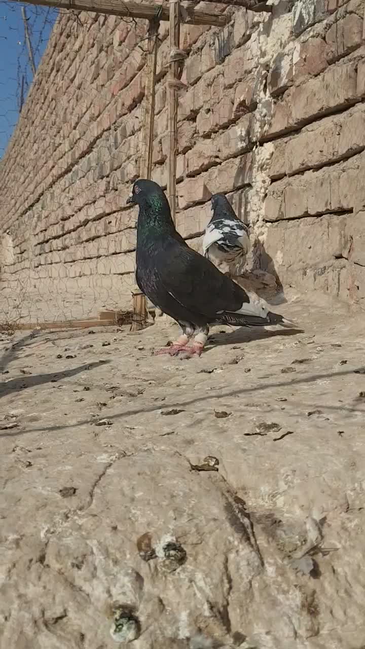 نر۸|پرنده|خاش, |دیوار