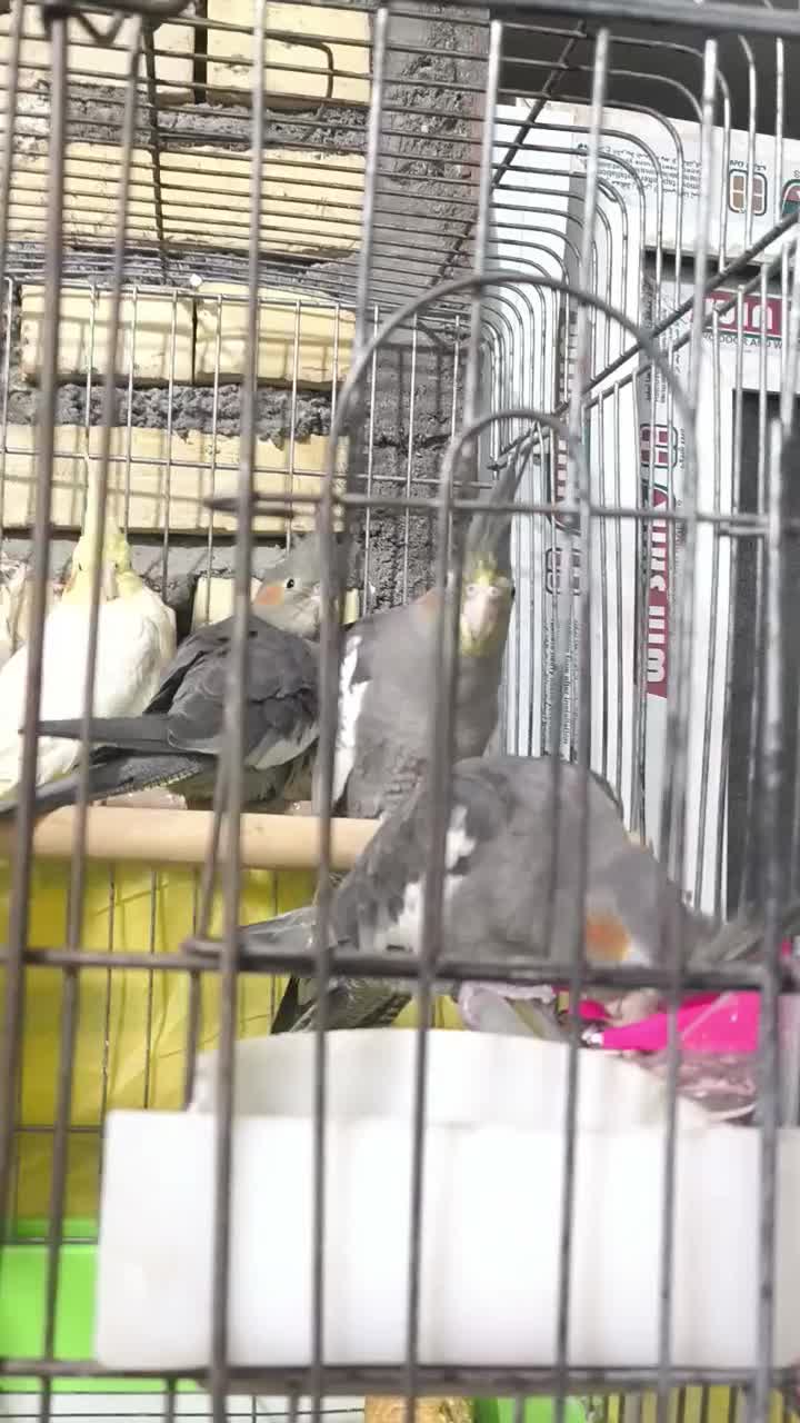 عروس هلندی سه ماهه|پرنده|شوشتر, |دیوار