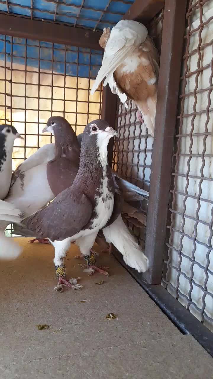 کبوتر|پرنده|شیراز, کوشک میدان|دیوار