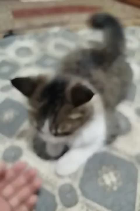 گربه ناز|گربه|گنبد کاووس, |دیوار