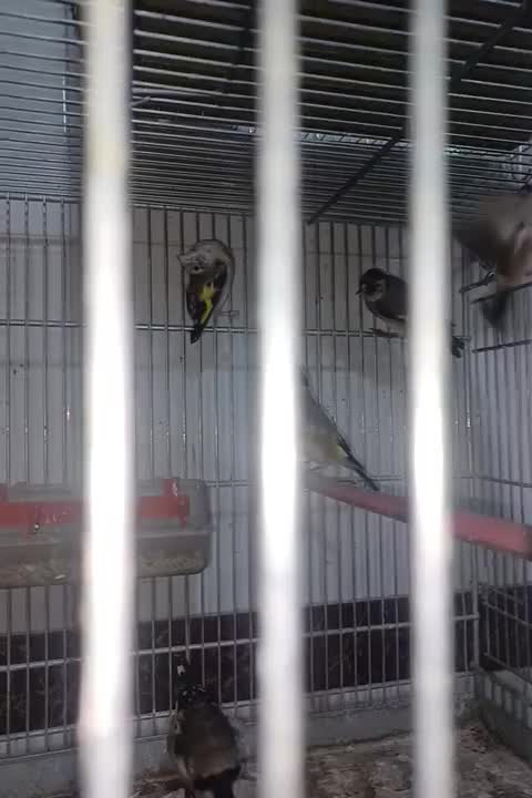 سهره گلبسر پاییزه کرمونی و رسمی|پرنده|شاهین‌شهر, شهرک هشت بهشت|دیوار