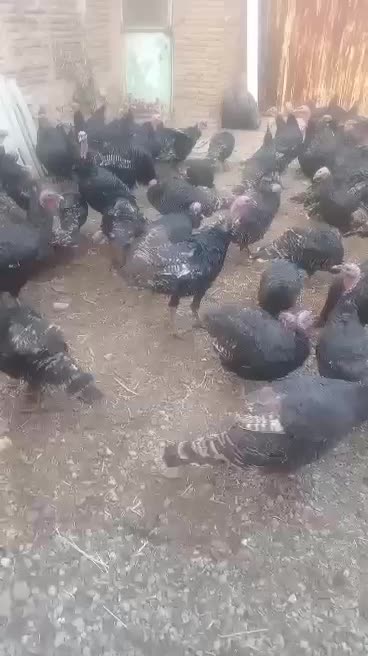 فروش بوقلمون مولد|حیوانات مزرعه|گوگان, |دیوار