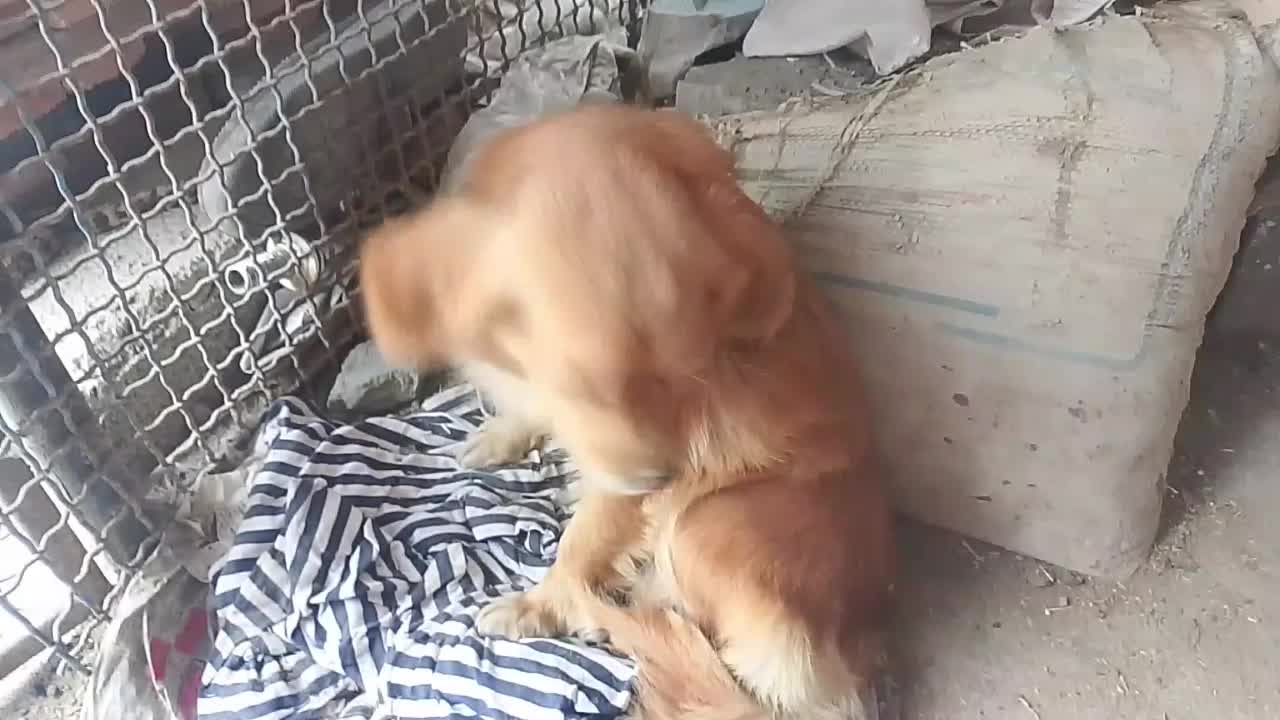 سگ پاکوتا|سگ|گرگان, |دیوار