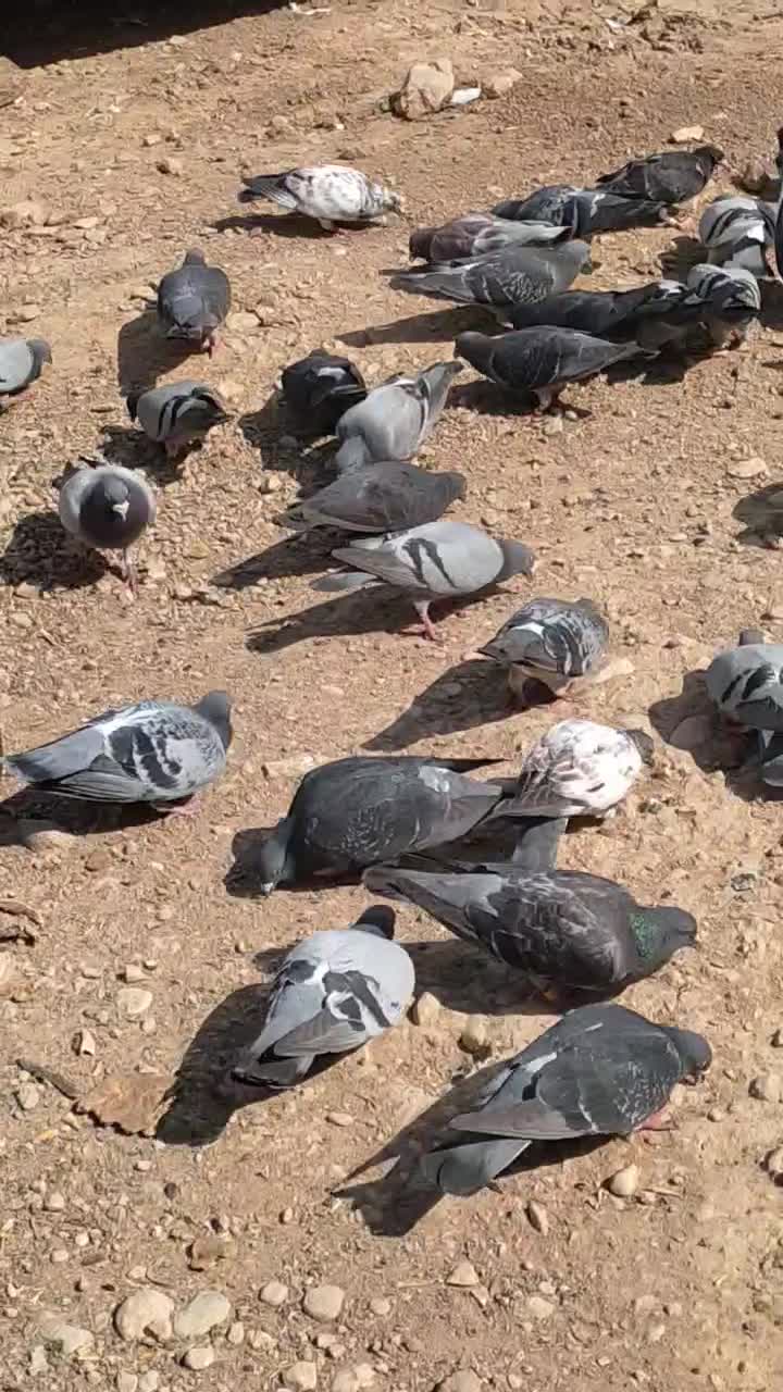کبوتر پلاکی از هیچ پره تا ۶ پره|پرنده|اصفهان, بوستان زاینده رود|دیوار