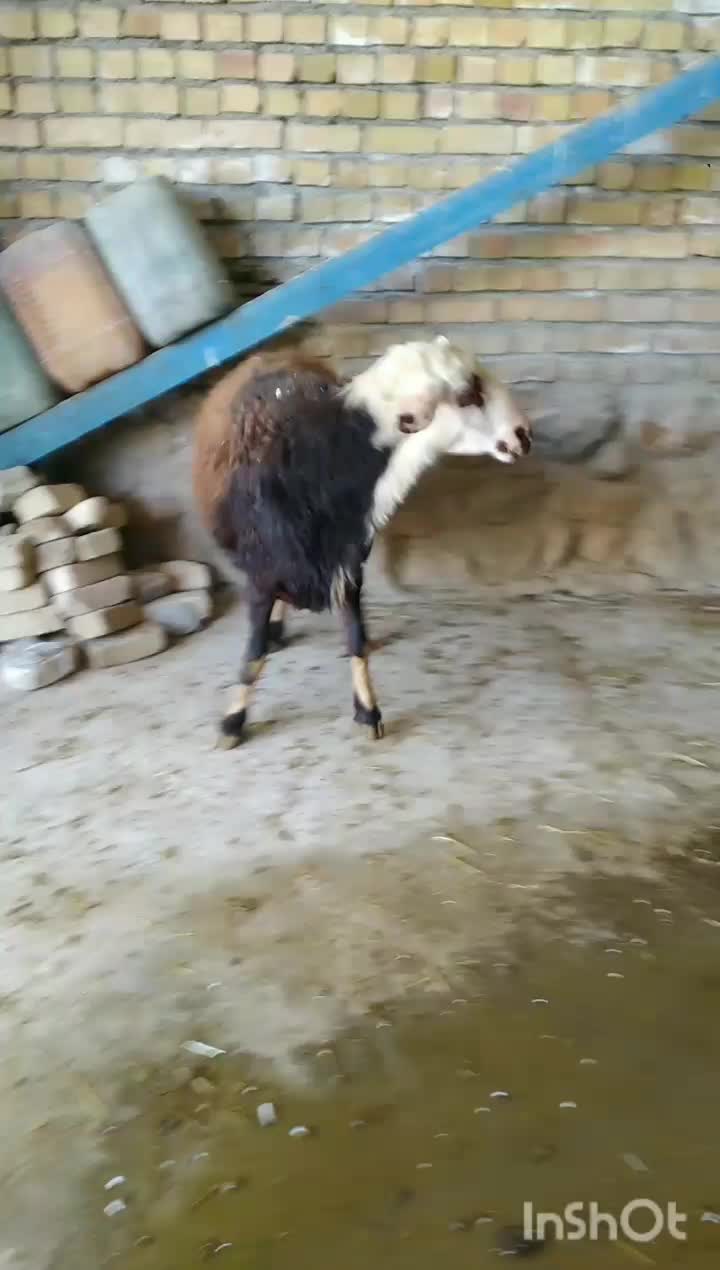 قوچ|حیوانات مزرعه|فیروزآباد (لرستان), |دیوار