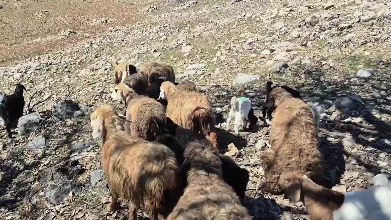 میش داشتی|حیوانات مزرعه|دهدشت, |دیوار