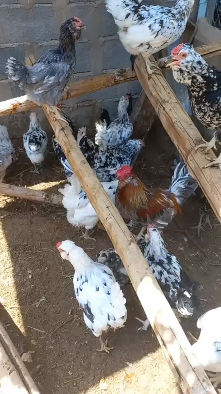 تخم  نطفه دار گلین، لوهمن، سلطان بلک متلد|حیوانات مزرعه|کاشان, نوش آباد|دیوار