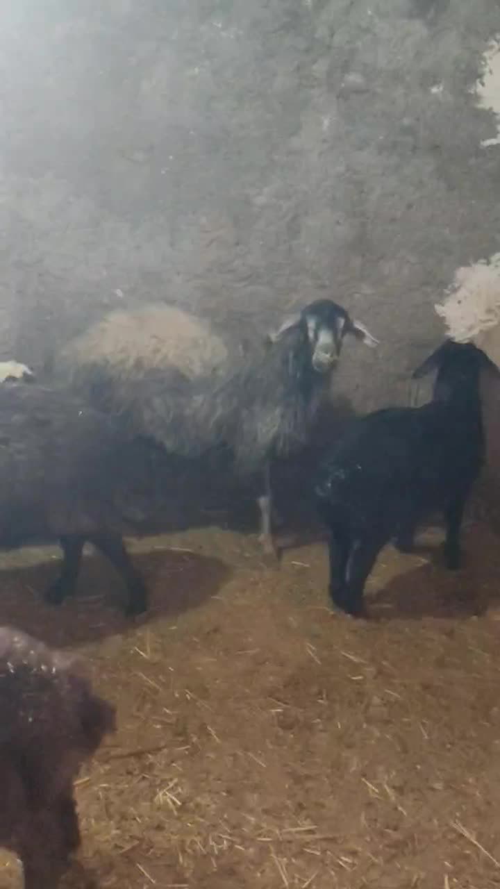 گوسفند|حیوانات مزرعه|نوبران, |دیوار