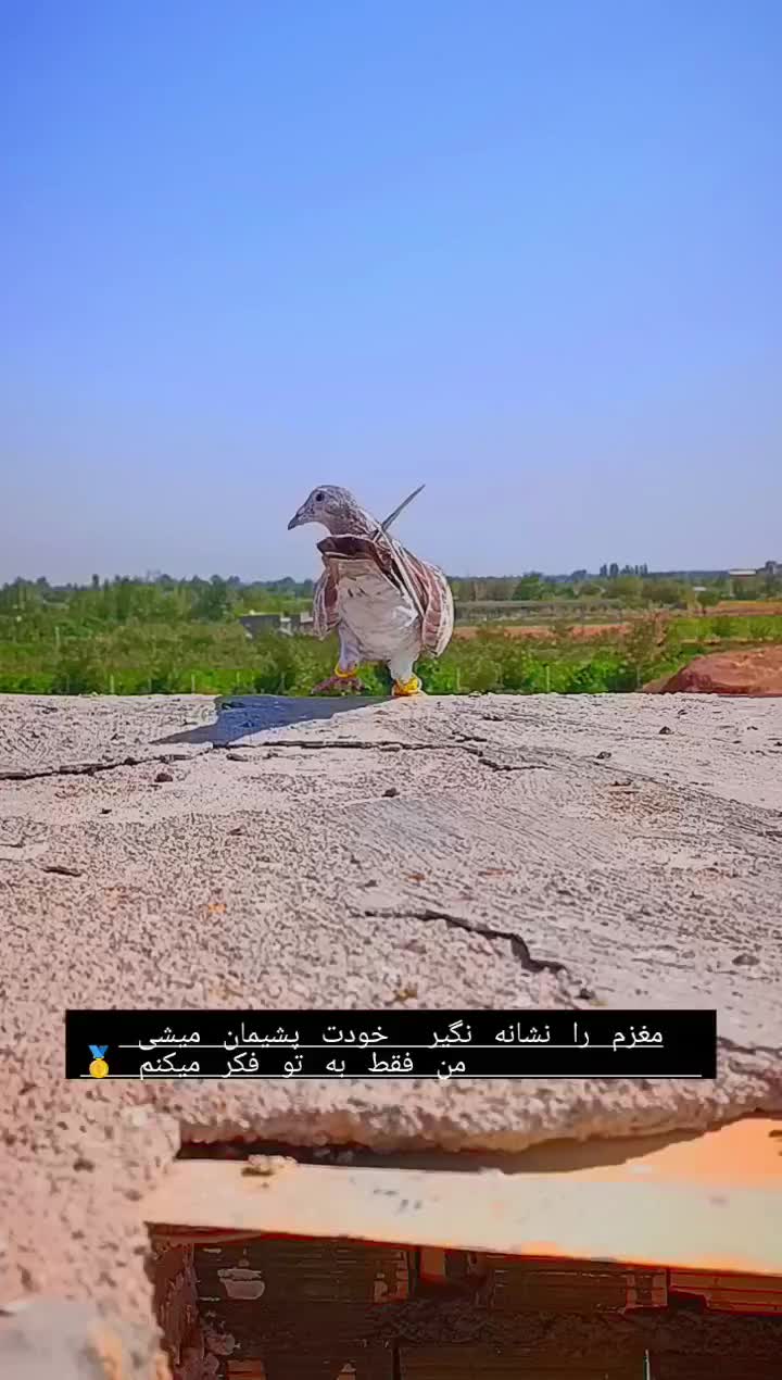 هفرنگ خطی نر عتیقه|پرنده|اقبالیه, |دیوار