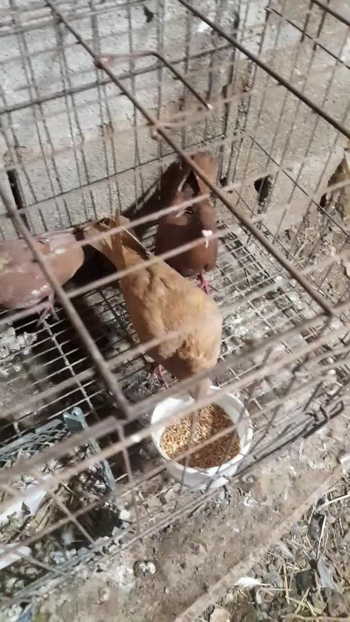 زرد‌‌  سرخ|پرنده|آبادان, |دیوار