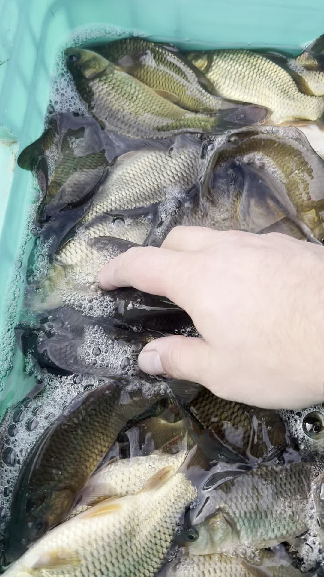 بچه ماهی کپور امور کوی قزل|ماهی|تهران, استاد معین|دیوار