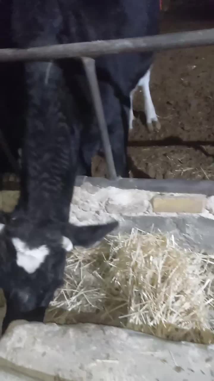 گاو نوبر جوان مناسب پروار|حیوانات مزرعه|معصومیه, |دیوار