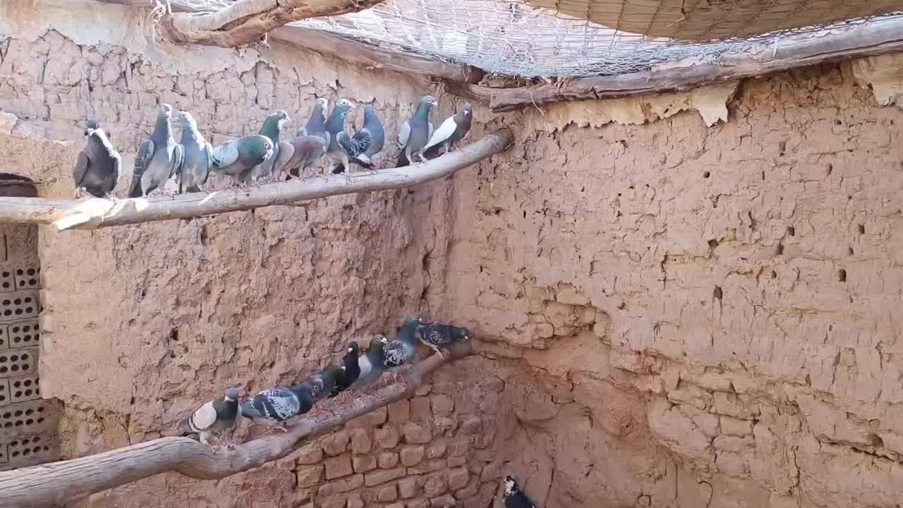 پلاکی|پرنده|اردستان, |دیوار