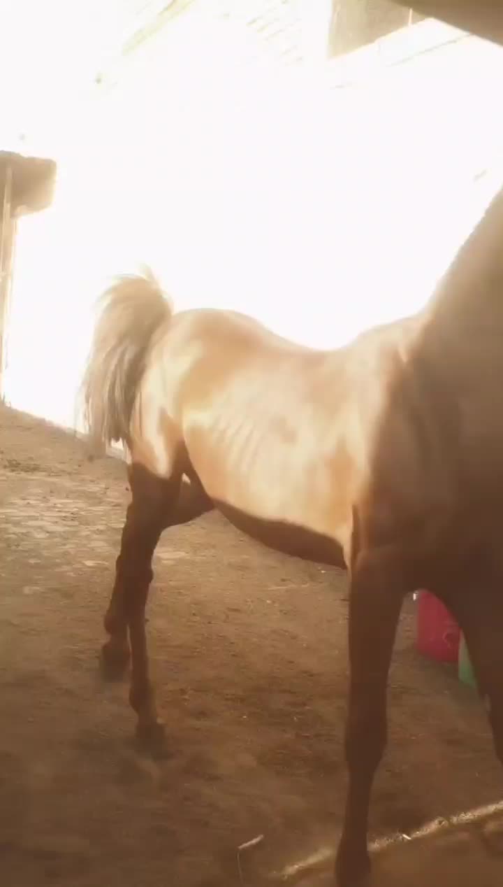 اسب|اسب و تجهیزات اسب‌سواری|شیراز, کوشک بیدک|دیوار