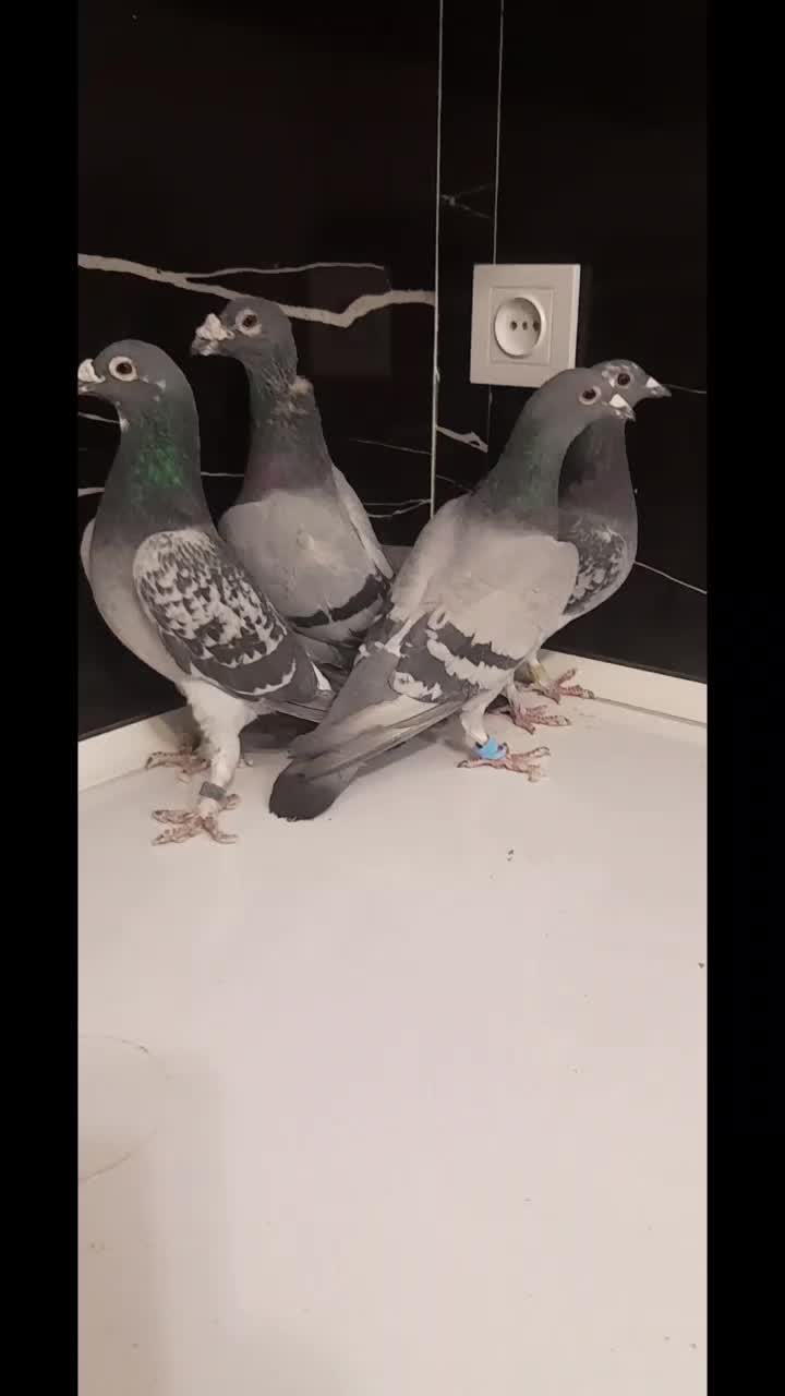 کفتر مسافتی|پرنده|فردوس (خراسان), |دیوار