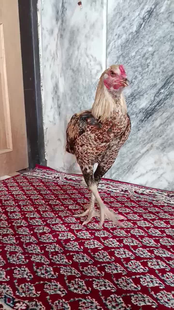 لاری|حیوانات مزرعه|نصر آباد, |دیوار