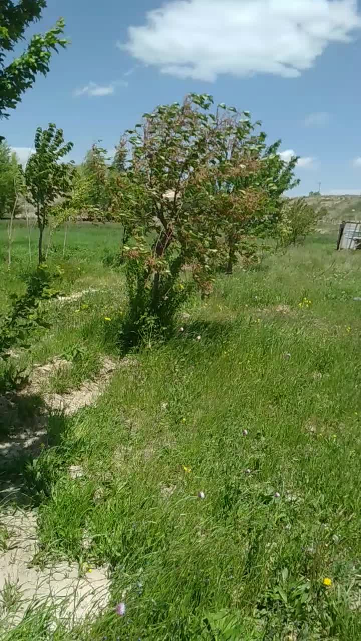 باغ|فروش زمین و ملک کلنگی|نیر (اردبیل), |دیوار