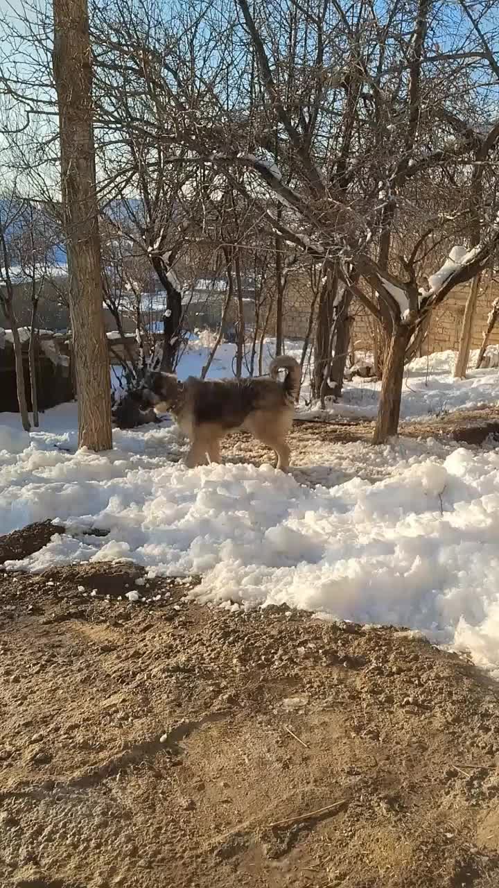 سگ قدرجونی|سگ|داران, |دیوار