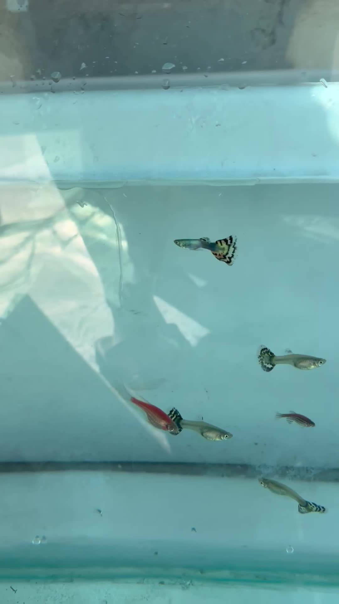 فروش ماهی زینتی|ماهی|مرودشت, بیست متری بیمارستان|دیوار