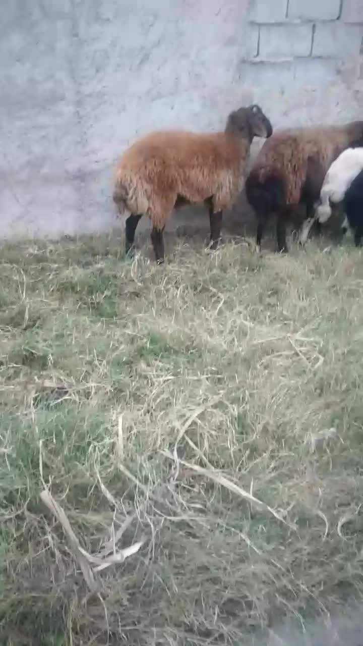 توقلی نر قرمز|حیوانات مزرعه|گمیشان, |دیوار