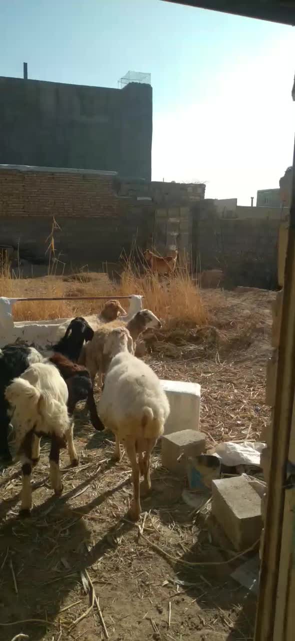 توله  سرابی .|سگ|بجنورد, |دیوار