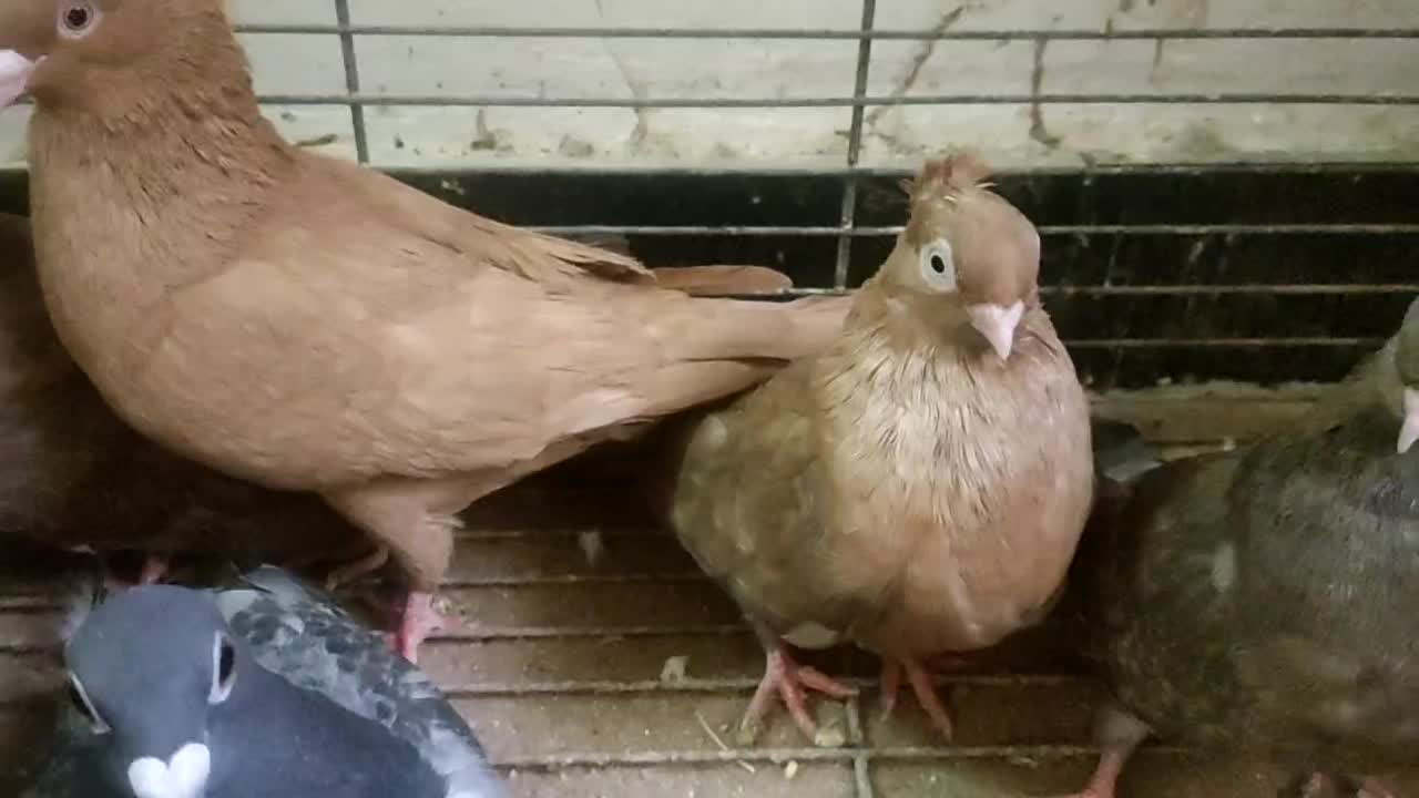 کبوتر چشم نوک سفید|پرنده|بندرعباس, |دیوار